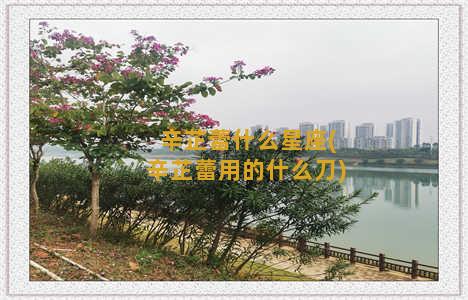 辛芷蕾什么星座(辛芷蕾用的什么刀)